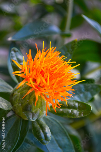 safflower orange flower in the garden
