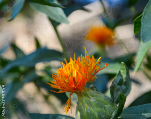Valokuva orange flower in the garden, safflower herbal plant