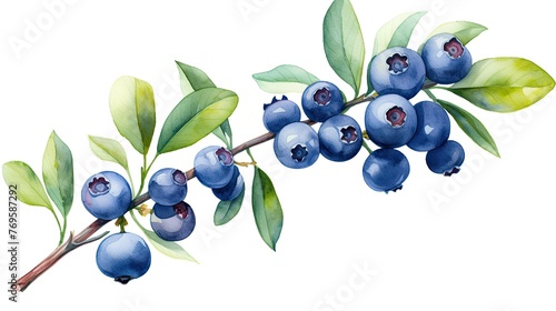 Closeup of ripe blueberries with leaves, isolated on white background. Food photography - Summer fruits blueberry.