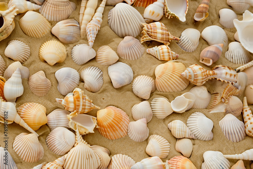 seashells. small different seashells lie on the sand  top view  sea concept