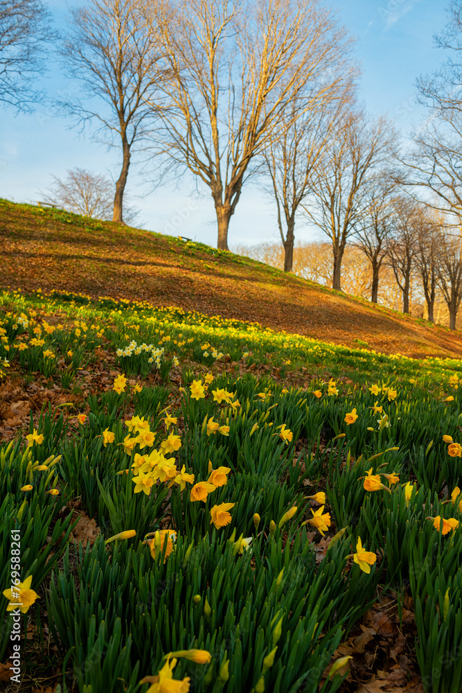 yellow daffodils blooming on the hills in the forest