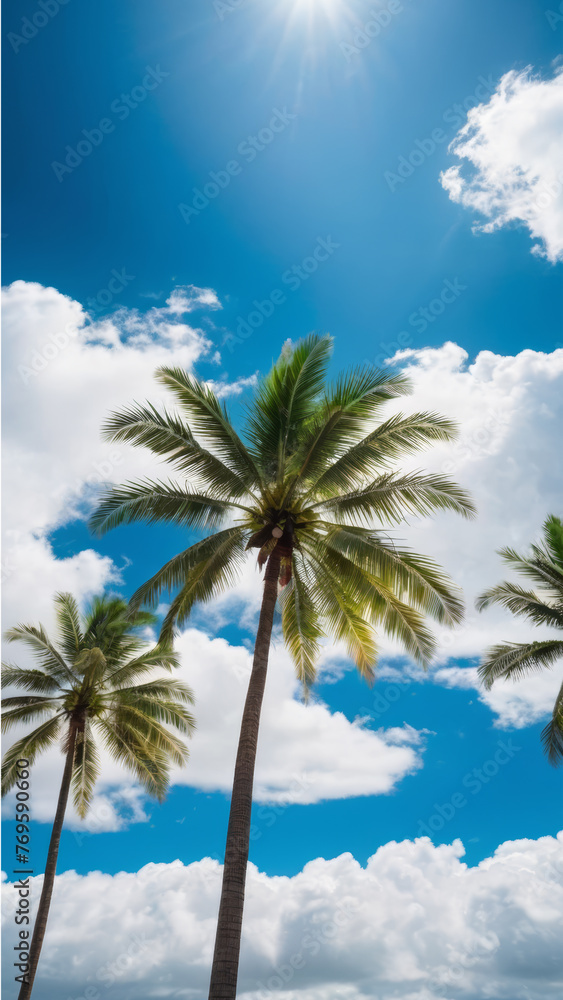 Palm Trees  Against Blue Sky and Clouds