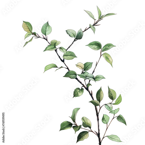 vine green grape ivy plant  leaves tropic hanging  border decoration plant. Isolated on a transparent background. PNG  cutout  or clipping path.