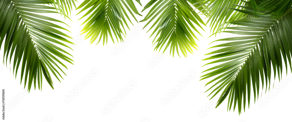 Green and fresh palm leaves, tree branch, isolated Green and fresh palm leaves, tree branch, isolated