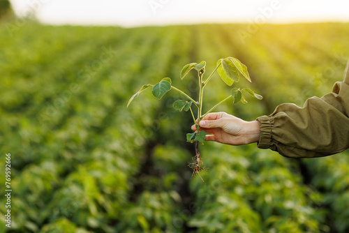 Close up of soybean plant in farmer's hand on natural cultivated soya field background. Agriculture environmental protection. Crops care concept and control of growth and development of sprouts.