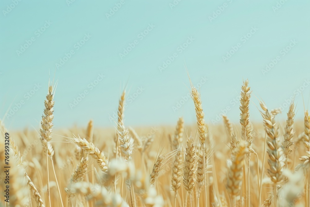 Fototapeta premium close up, Beautiful summer field of ripe wheats on sunny day, Selective focus