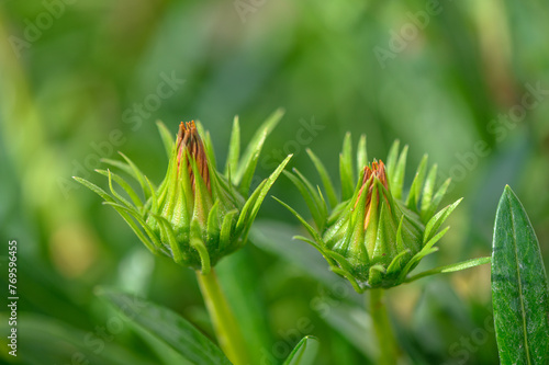 gazania flower or African daisy in bud in the garden 1