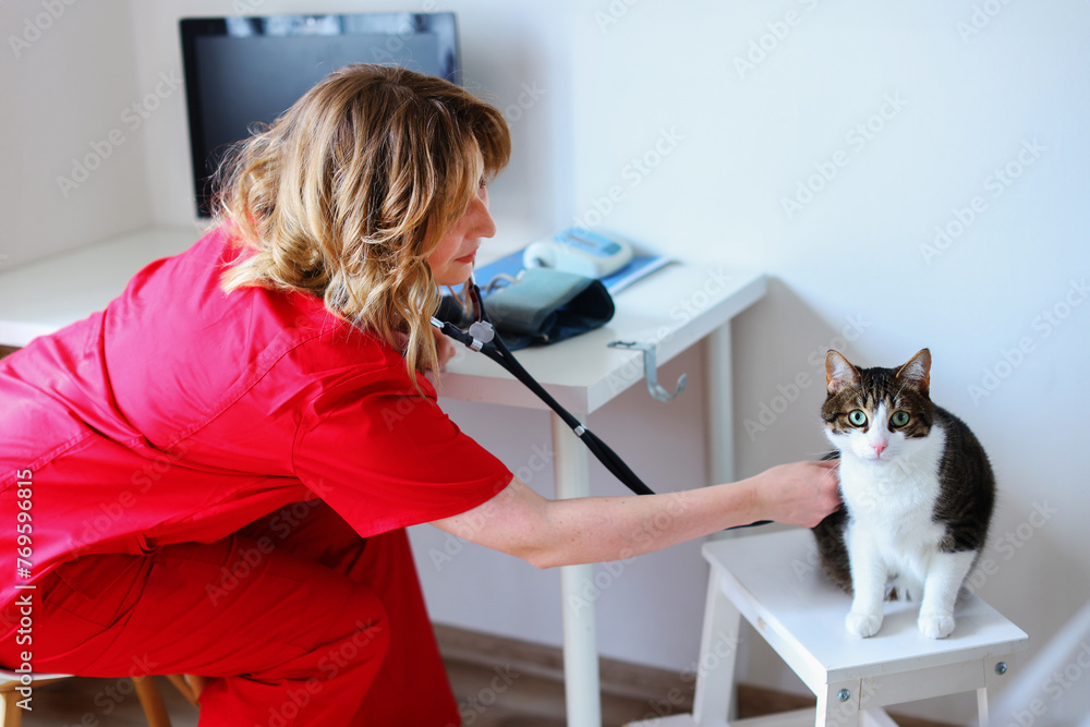Persian cat with veterinarian doctor at vet clinic - obrazy, fototapety, plakaty 