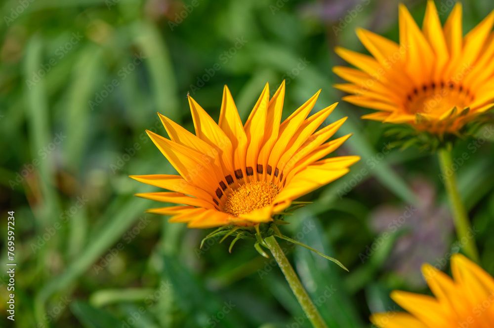 Obraz premium Yellow flowers of Gazania or Treasure in full bloom, Gazania rigens or Gazania splendens. 2