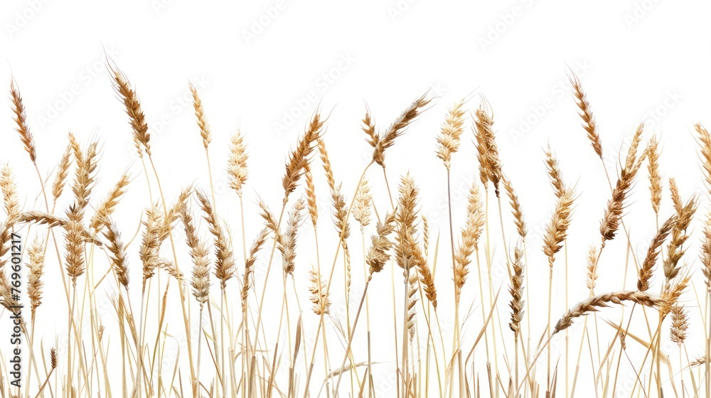 Ripe wheat in the field,white background Ripe wheat in the field,white background