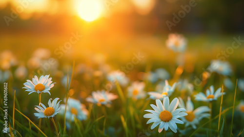 idyllic daisy bloom abstract soft focus sunset field landscape of white flowers blur grass meadow warm golden hour sunset sunrise time tranquil spring summer nature closeup bokeh forest background © Pavithiran