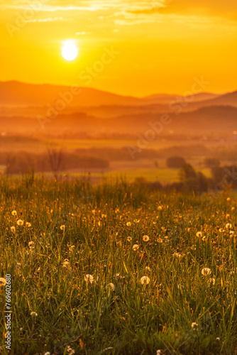 Dandelion field in sunrrise with warm golden hour colors and blurred Beskid mountains in the background