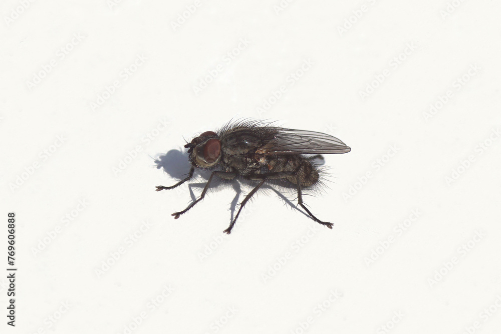 Obraz premium Close up fly, Leucophora obtusa. Tribe Hydrophoriini, subfamily Anthomyiinae, family Root-maggot flies, Anthomyiidae. White background. Spring, March. Netherlands.