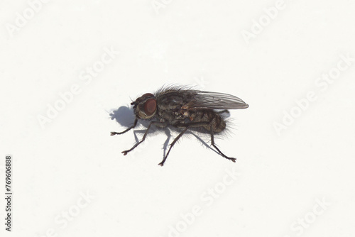 Close up fly, Leucophora obtusa. Tribe Hydrophoriini, subfamily Anthomyiinae, family Root-maggot flies, Anthomyiidae. White background. Spring, March. Netherlands. © Thijs de Graaf
