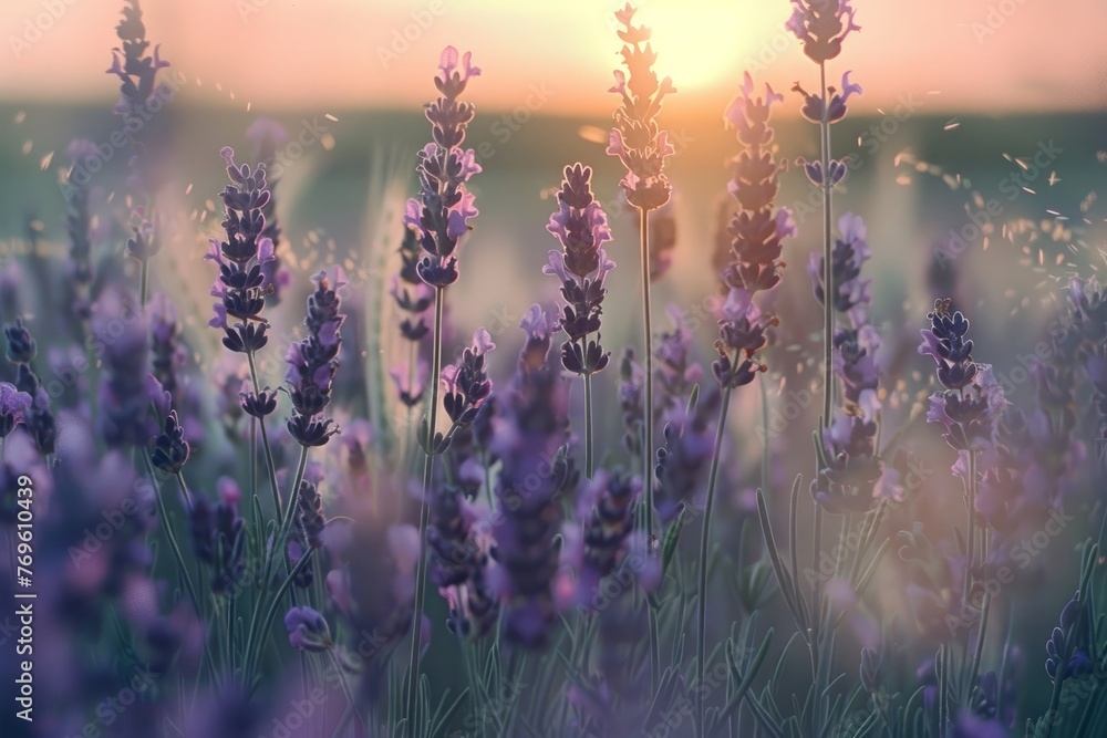 A breathtaking lavender field with soft shades of lilac and pastel pinks and blues. The blooming flowers sway in the gentle breeze, creating a tranquil and serene atmosphere. A picturesque landscape - obrazy, fototapety, plakaty 