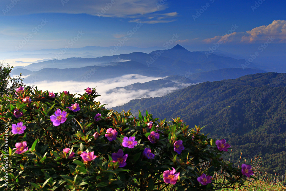 Fototapeta premium The beauty forest and nature of Por Ta Mangkre Summit (Por Ta Mangkre Hill) Phato District, Chumphon Province, Thailand 