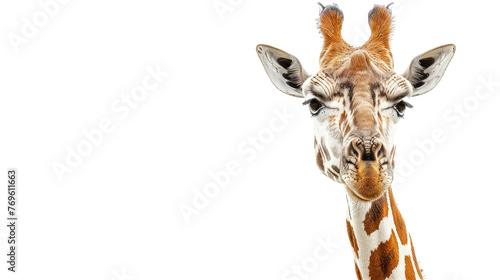 Giraffe on Transparent Background PNG