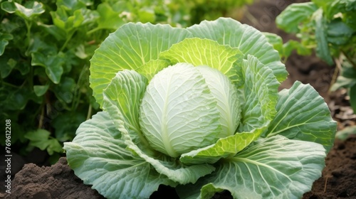 A large green cabbage sits in a dirt field