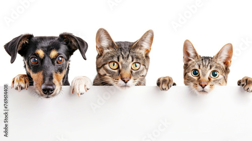 Small cats and dogs holding white banner, light background. Copy space for advertisement or text