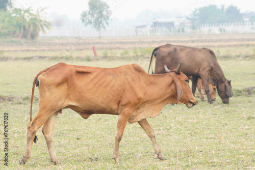 Wallpaper Mural Cow in the green grass Torontodigital.ca
