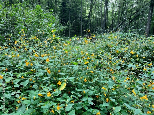 Jewelweed patch in a forest