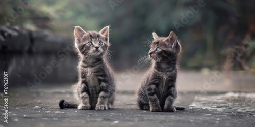 Two fluffy kittens are sitting on the ground, attentively looking at something in front of them