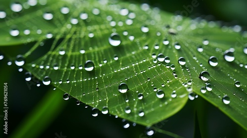 Close Up of Water Droplets on a Green Leaf