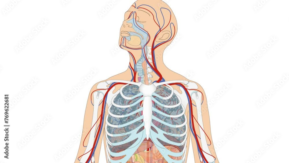 Animation Atmungssystem / Atmungsorgane und Blutkreislauf - Herz Blutkreislauf Lunge Luftröhre Zwerchfell des Menschen