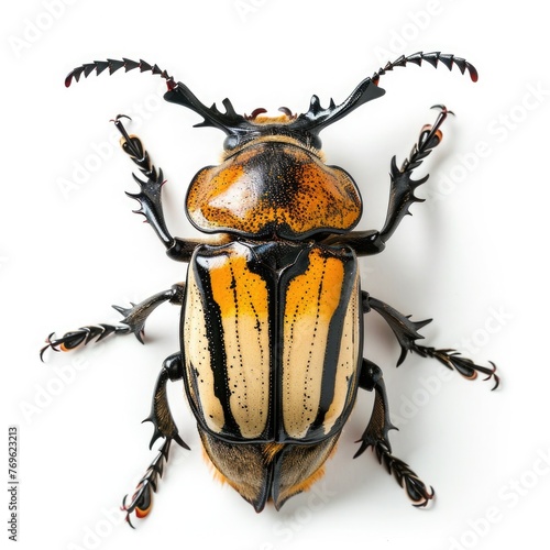 Goliath Beetle isolated on white background