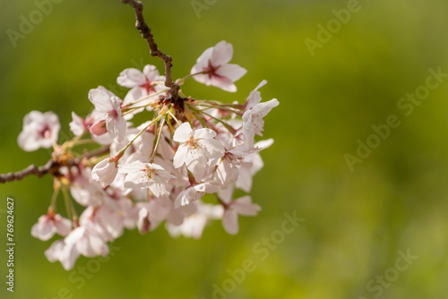 Spring Flowers (ID: 769624627)