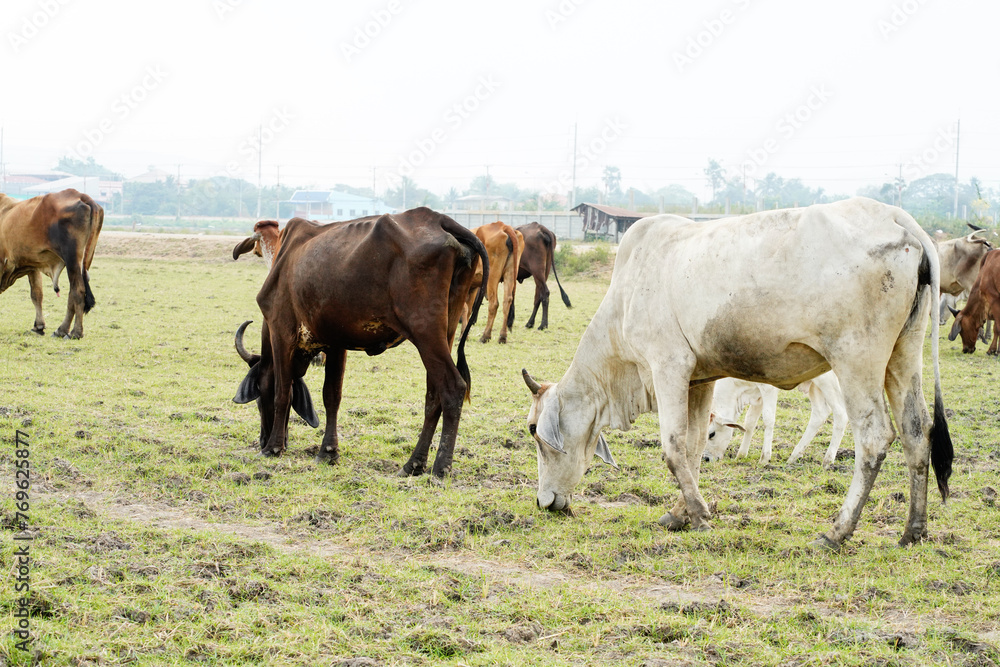 Cow in the green grass