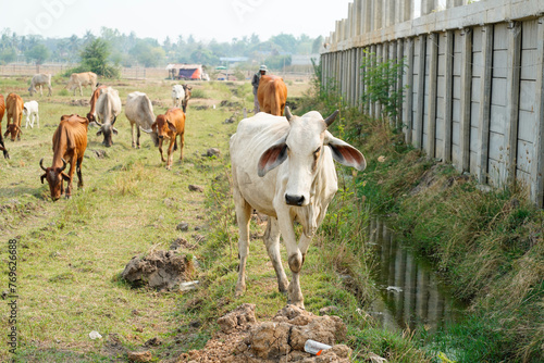 Cow in the green grass