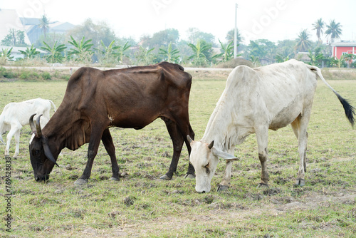 Wallpaper Mural Cow in the green grass Torontodigital.ca