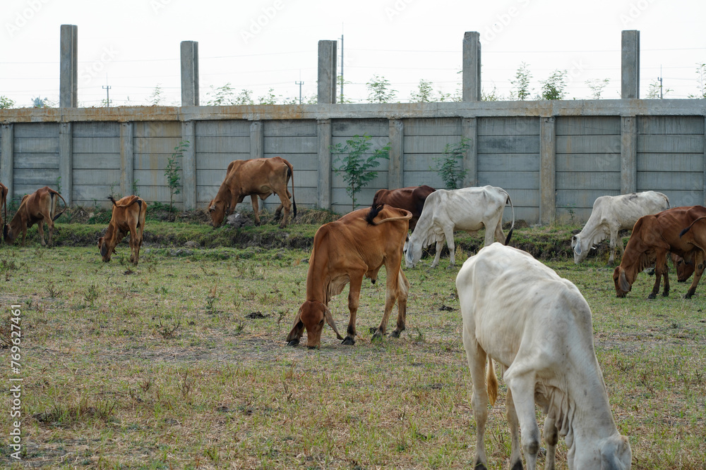 Obraz premium Cow in the green grass