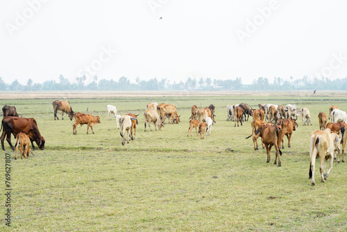 Cow in the green grass