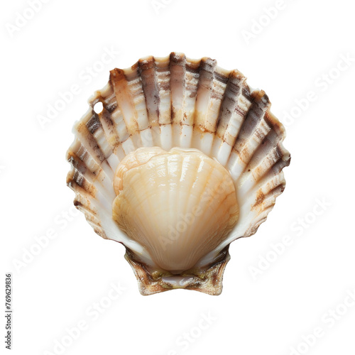 Scallop in a Shell Isolated on a Transparent Background