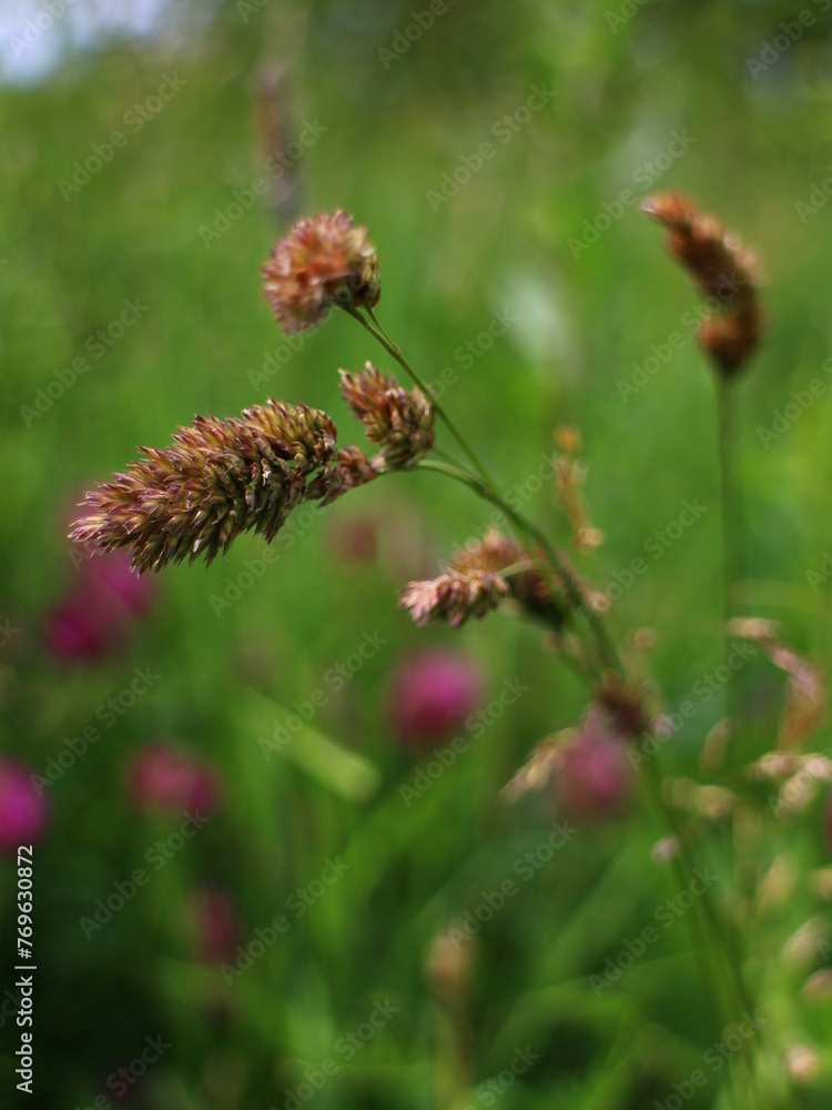macro cereals green nature summer macro cereals green nature summer