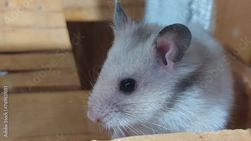 hamster in a cage, close-up of the head.