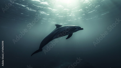 A lone dolphin swims gracefully in the serene deep blue ocean waters, with sun rays filtering through the surface, creating a tranquil underwater scene. © ChubbyCat