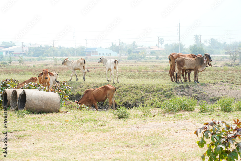 Fototapeta premium Cow in the green grass