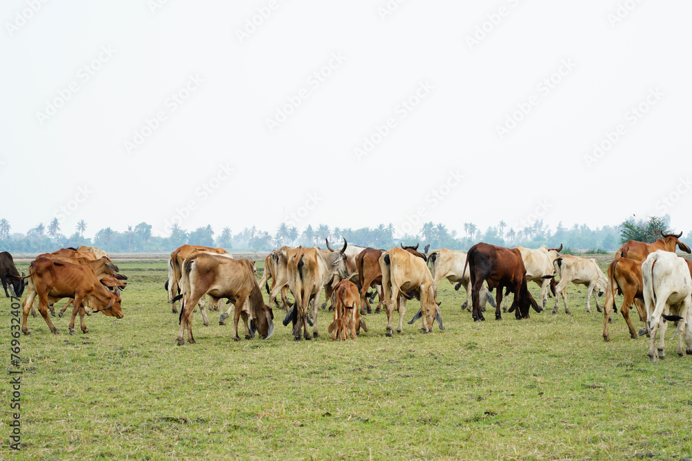 Cow in the green grass