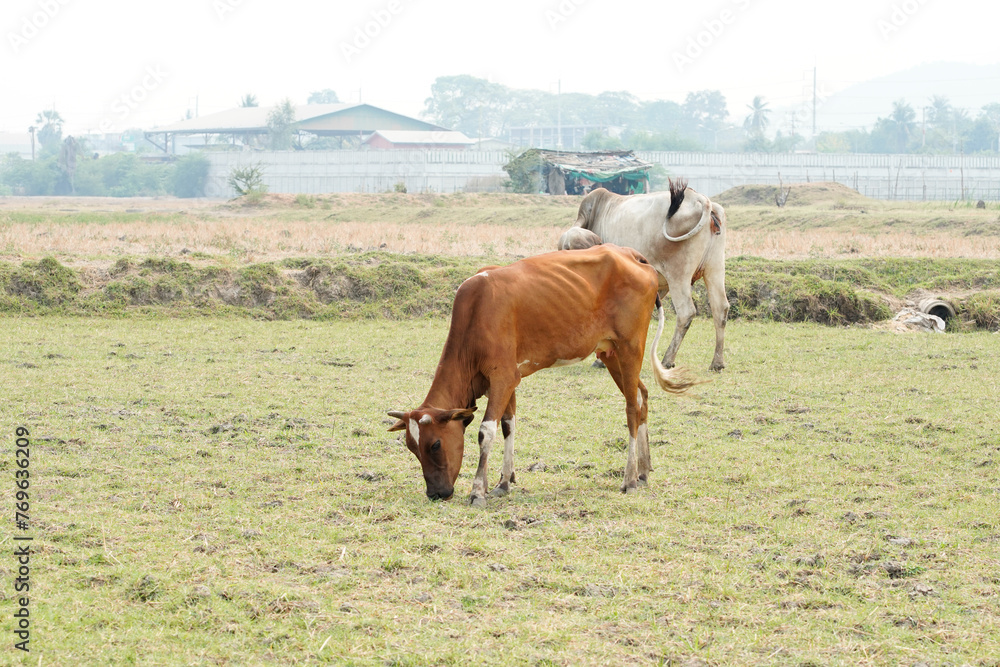 Cow in the green grass Cow in the green grass