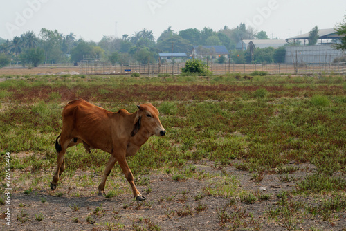 Cow in the green grass
