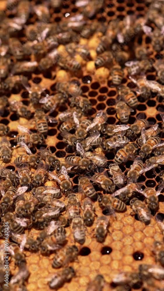 A swarm of worker bees covering the surface of honey comb frame. Honey insects covering the wax cells. Close up. Vertical video A swarm of worker bees covering the surface of honey comb frame. Honey insects covering the wax cells. Close up. Vertical video