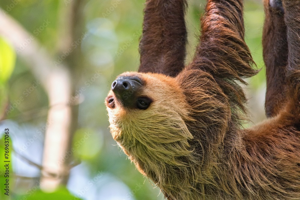 Fototapeta premium The Hoffmann's two-toed sloth (Choloepus hoffmanni), also known as the northern two-toed sloth.