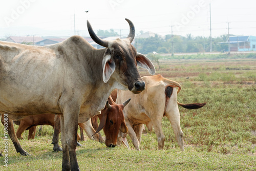 Cow in the green grass