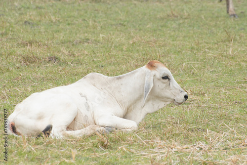 Cow in the green grass