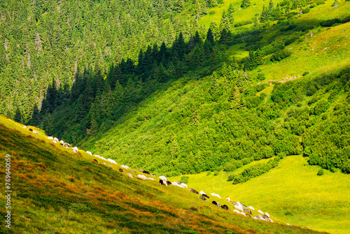 sheep grazing on grassy hillside. alpine scenery of ukrainian carpathians in late summer. rolling nature landscape with forested hills