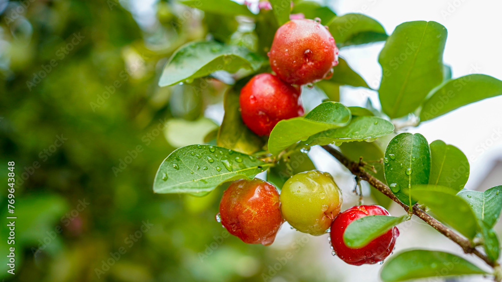 Obraz premium Thai or Acerola cherries fruit on the tree, high vitamin C and antioxidant fruits.
