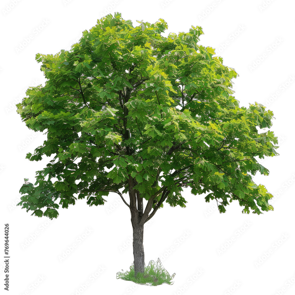 tree isolated on white background tree isolated on white background